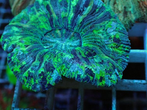 No.67 オオバナサンゴ マルチカラーを買うならアクアスタイルユー 大阪