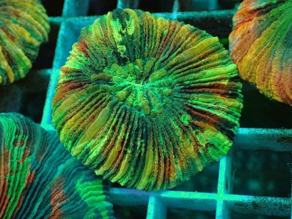 No.70 オオバナサンゴ マルチカラーを買うならアクアスタイルユー 大阪