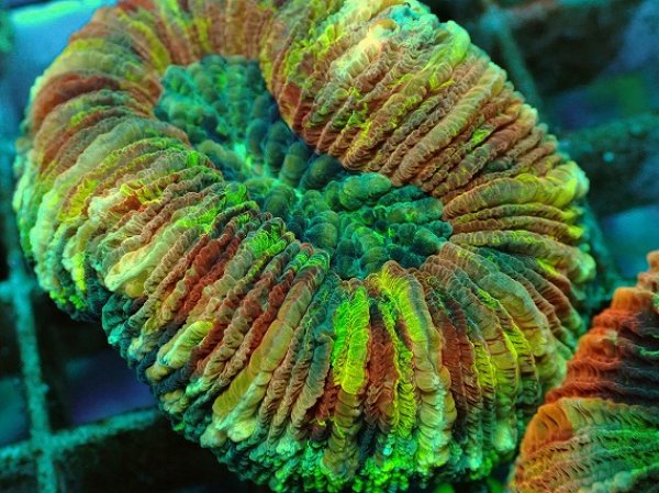 No.71 オオバナサンゴ マルチカラーを買うならアクアスタイルユー 大阪