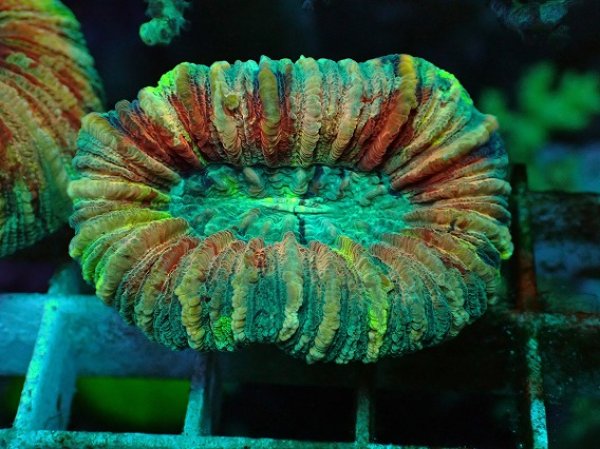 オオバナサンゴ　スーパーメタリックグリーンマルチ オオバナサンゴ スーパーメタリックグリーンマルチ