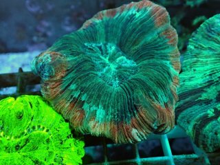 飾りサンゴ 5個セット MIX を買うならアクアスタイルユー 海水魚