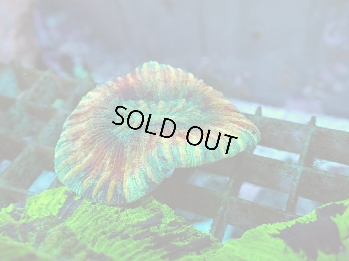 画像1: No.80 オオバナサンゴ マルチカラー (1)