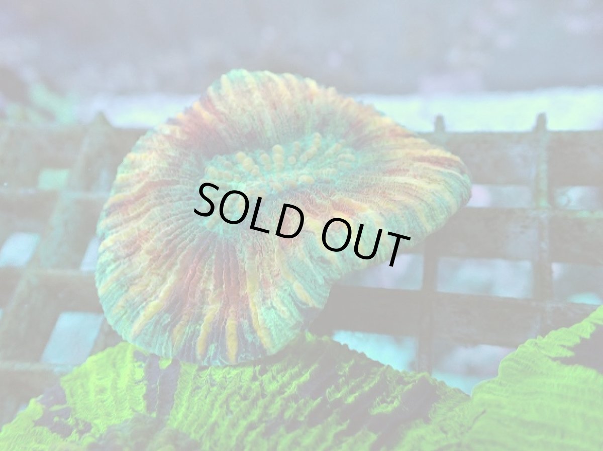 画像2: No.80 オオバナサンゴ マルチカラー (2)