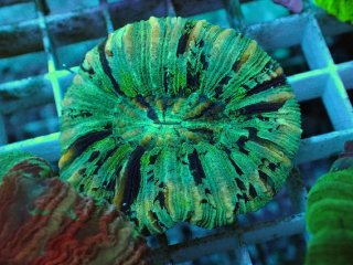 No.81 オオバナサンゴ マルチカラーを買うならアクアスタイルユー 大阪