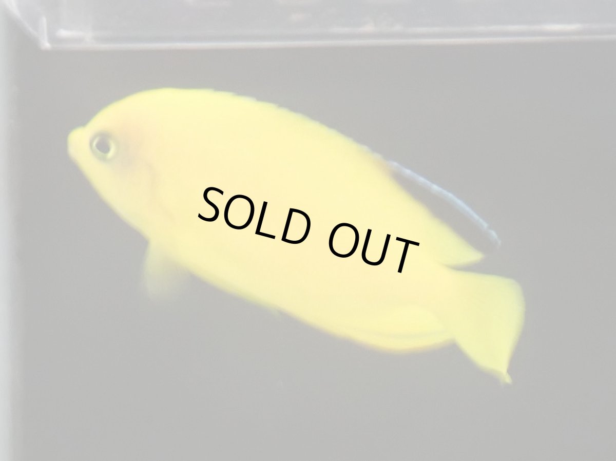 画像1: No.2 フィジーヘラルドヤッコ (1)