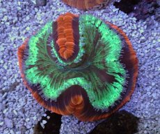 画像1: No.1 フィジー産 オオバナサンゴ　レッドグリーン (1)