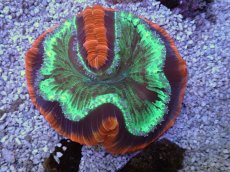 画像2: No.1 フィジー産 オオバナサンゴ　レッドグリーン (2)