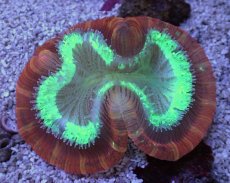 画像1: No.2 フィジー産 オオバナサンゴ　レッドグリーン (1)