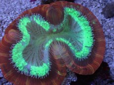 画像2: No.2 フィジー産 オオバナサンゴ　レッドグリーン (2)