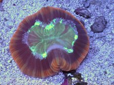 画像1: No.3 フィジー産 オオバナサンゴ　レッドグリーン (1)