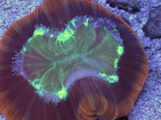 画像2: No.3 フィジー産 オオバナサンゴ　レッドグリーン (2)