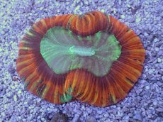 画像1: No.4 フィジー産 オオバナサンゴ　レッドグリーン (1)