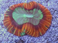 画像2: No.4 フィジー産 オオバナサンゴ　レッドグリーン (2)