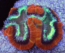 画像1: No.5 フィジー産 オオバナサンゴ　レッドグリーン (1)