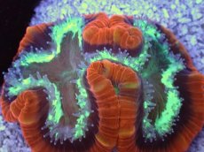 画像2: No.5 フィジー産 オオバナサンゴ　レッドグリーン (2)