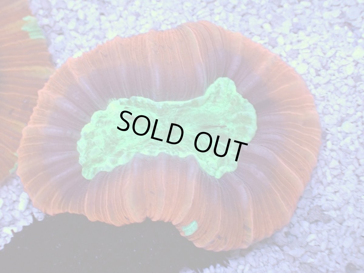 画像1: No.6 フィジー産 オオバナサンゴ　レッドグリーン (1)