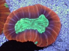 画像1: No.6 フィジー産 オオバナサンゴ　レッドグリーン (1)