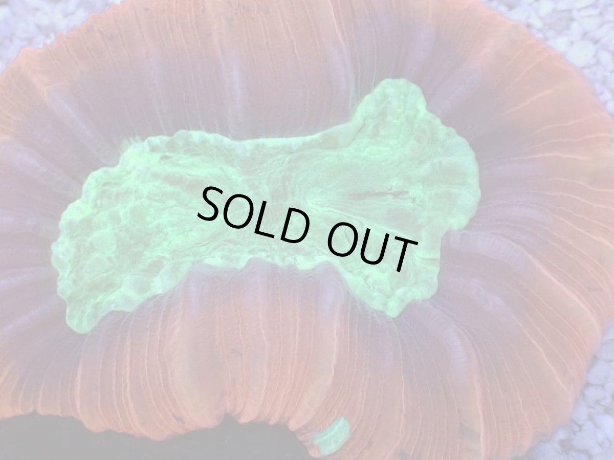 画像2: No.6 フィジー産 オオバナサンゴ　レッドグリーン (2)