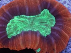 画像2: No.6 フィジー産 オオバナサンゴ　レッドグリーン (2)