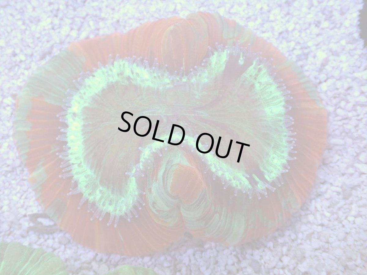 画像1: No.7 フィジー産 オオバナサンゴ　レッドグリーン (1)