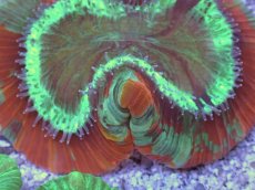 画像2: No.7 フィジー産 オオバナサンゴ　レッドグリーン (2)