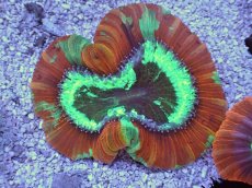 画像1: No.8 フィジー産 オオバナサンゴ　レッドグリーン (1)