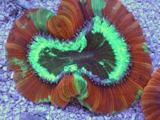 画像2: No.8 フィジー産 オオバナサンゴ　レッドグリーン (2)