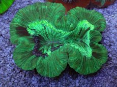 画像1: No.9 フィジー産 オオバナサンゴ　グリーン (1)