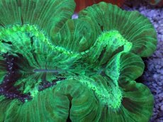 画像2: No.9 フィジー産 オオバナサンゴ　グリーン (2)
