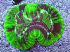 画像1: No.10 フィジー産 オオバナサンゴ　グリーン (1)