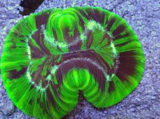 画像2: No.10 フィジー産 オオバナサンゴ　グリーン (2)