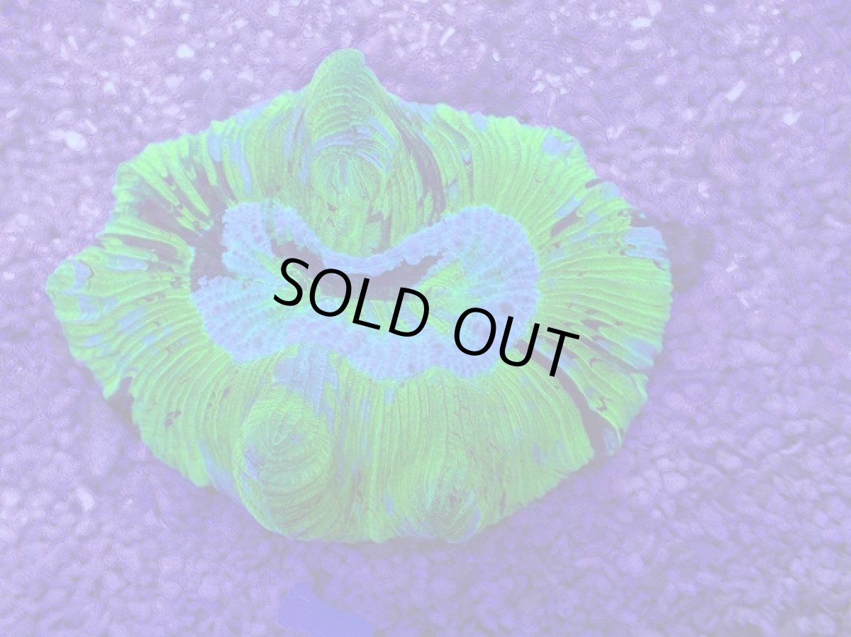 画像1: No.11 オーストラリア産 オオバナサンゴ　ブルーグリーン　　【人気No.1】 (1)