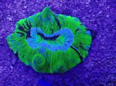 画像1: No.11 オーストラリア産 オオバナサンゴ　ブルーグリーン　　【人気No.1】 (1)