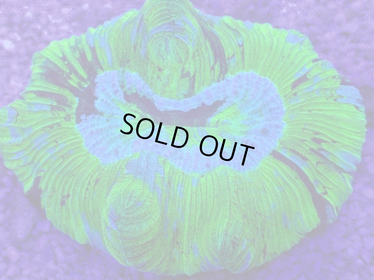 画像2: No.11 オーストラリア産 オオバナサンゴ　ブルーグリーン　　【人気No.1】 (2)