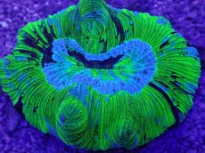 画像2: No.11 オーストラリア産 オオバナサンゴ　ブルーグリーン　　【人気No.1】 (2)