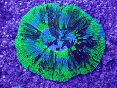 画像1: No.12 オーストラリア産 オオバナサンゴ　ブルーグリーン　　【人気No.1】 (1)