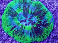 画像2: No.12 オーストラリア産 オオバナサンゴ　ブルーグリーン　　【人気No.1】 (2)