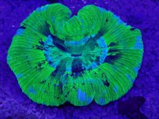 画像1: No.13 オーストラリア産 オオバナサンゴ　ブルーグリーン　　【人気No.1】 (1)