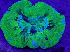 画像2: No.13 オーストラリア産 オオバナサンゴ　ブルーグリーン　　【人気No.1】 (2)
