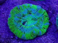 画像1: No.14 オーストラリア産 オオバナサンゴ　ブルーグリーン　　【人気No.1】 (1)