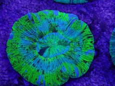 画像2: No.14 オーストラリア産 オオバナサンゴ　ブルーグリーン　　【人気No.1】 (2)