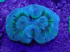 画像1: No.15 オーストラリア産 オオバナサンゴ　ブルーグリーン　　【人気No.1】 (1)