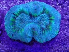 画像2: No.15 オーストラリア産 オオバナサンゴ　ブルーグリーン　　【人気No.1】 (2)