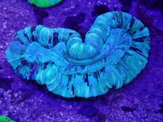 画像1: No.16 オーストラリア産 オオバナサンゴ　 (1)