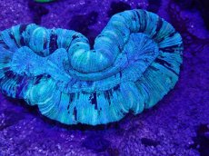 画像2: No.16 オーストラリア産 オオバナサンゴ　 (2)