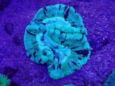 画像1: No.17 オーストラリア産 オオバナサンゴ　 (1)