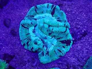 No.20 Holy grail Torch ホーリーグレイル Bananaを買うならアクア