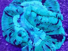 画像2: No.17 オーストラリア産 オオバナサンゴ　 (2)