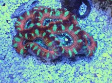 画像1: No.18 オーストラリア産 カクオオトゲキクメイシ　 (1)