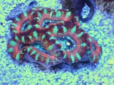 画像2: No.18 オーストラリア産 カクオオトゲキクメイシ　 (2)